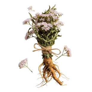 Valerian Root — 50mg