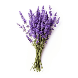 Lavender — 20mg
