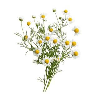 Chamomile — 10mg