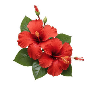 Hibiscus — 10mg